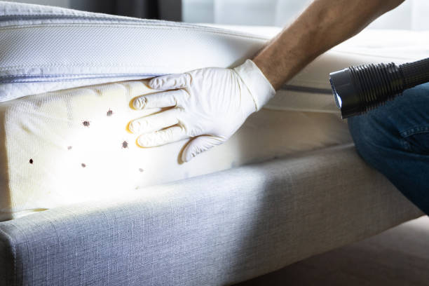 Best Ant Control Services  in Superior, NE