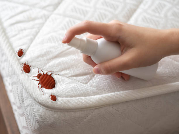 Best Ant Control Services  in Superior, NE