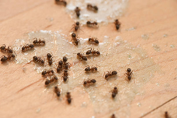 Best Cockroach Control Services  in Superior, NE