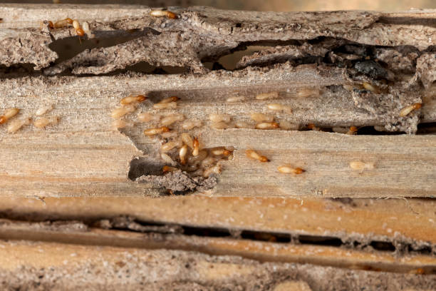 Pest Prevention Services in Superior, NE